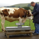 Farmer outside his farm weighing a cow on a large livestock scale.