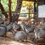 A group of chinchillas together in their breeders cage.