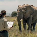 Veterinarian watching an elephant closely, noting its condition on a notepad.