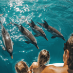 Family viewing a group of dolphins as they swim in a large pool.