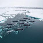 A pod of whales swimming together in the ocean.